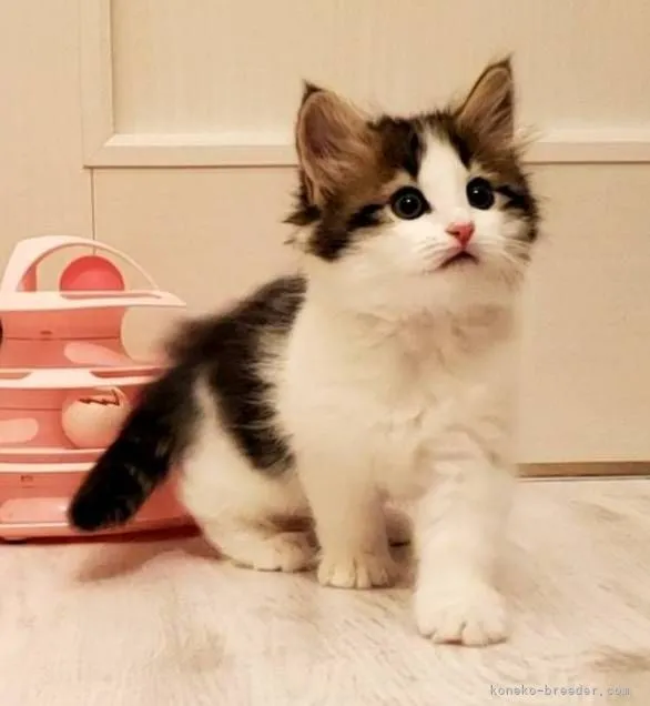 ID：2105-00744の子猫