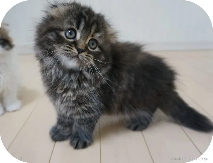 ID:2105-00034の子猫