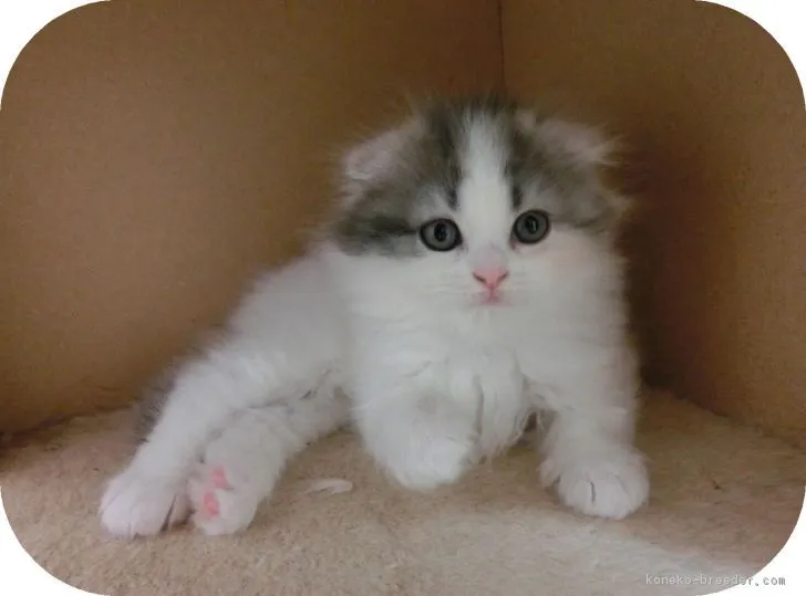 ID:1709-00209の子猫