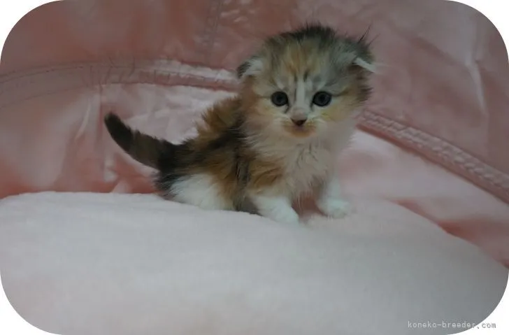 ID：2204-01376の子猫