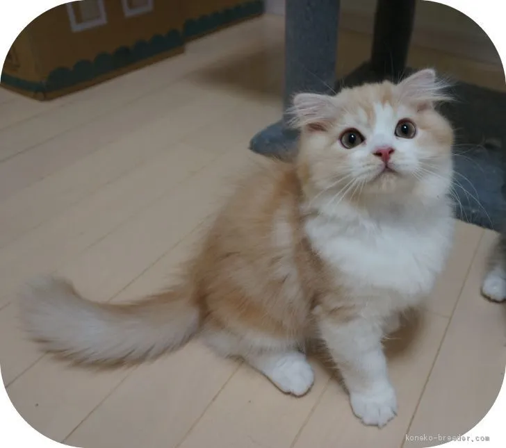 ID:1909-00435の子猫