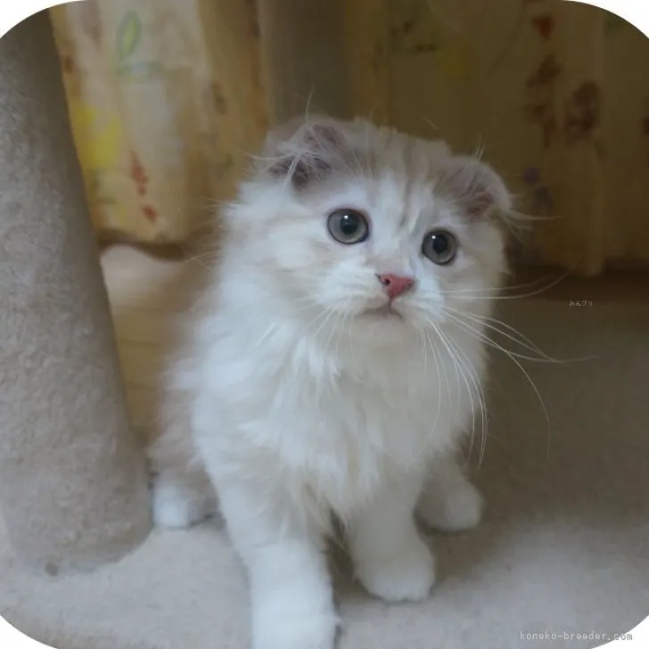 スコティッシュフォールド(折れ耳)【茨城県・男の子・2023年8月1日・レッド&amp;ホワイト】の写真1