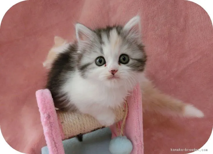 bubu 様のお迎えした子猫