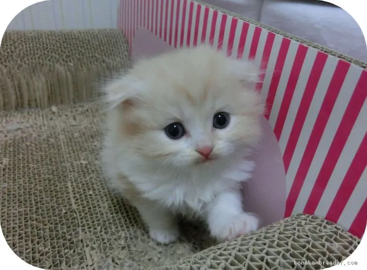 ID：1605-00245の子猫