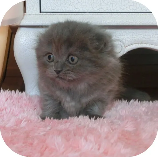 ID：1310-00045の子猫