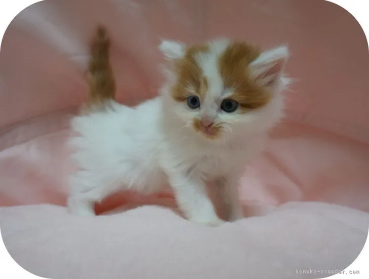 ID:2204-01367の子猫