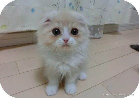 ID:1902-00462の子猫