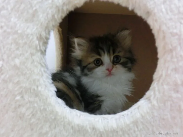 Mick 様のお迎えした子猫