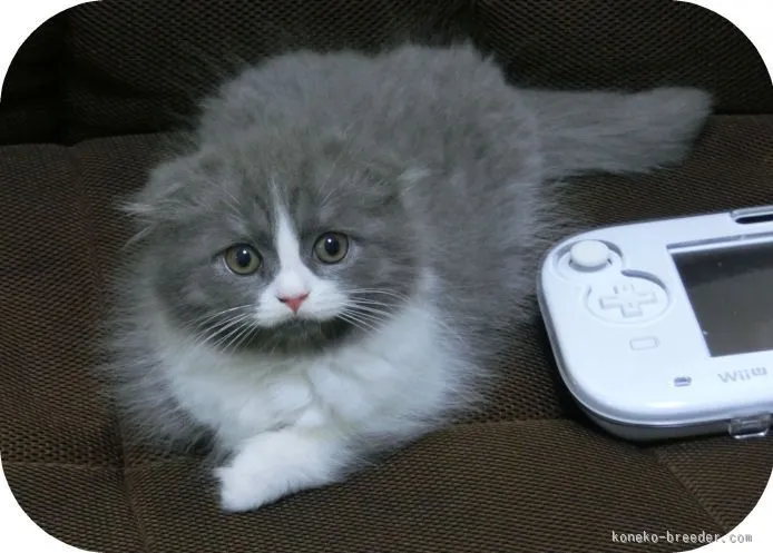 ID：1505-00534の子猫