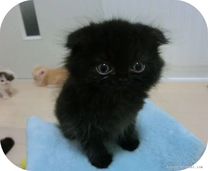 ID:1607-00496の子猫