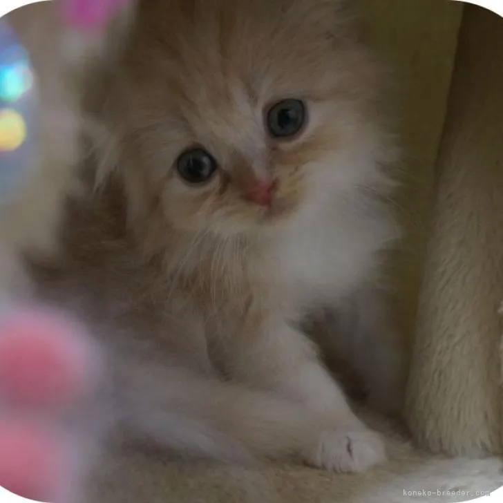 ID：2205-01661の子猫