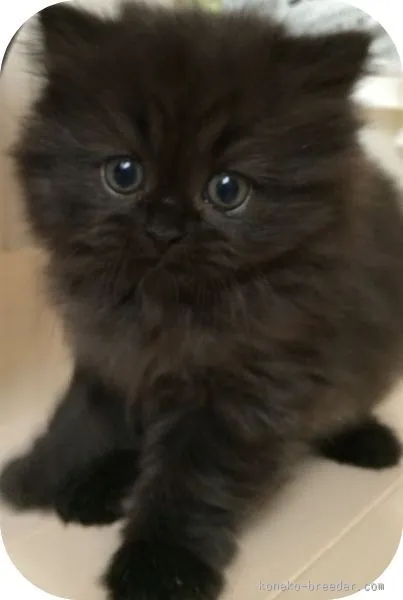 ID:1505-00679の子猫