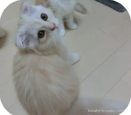 ID:1905-00628の子猫
