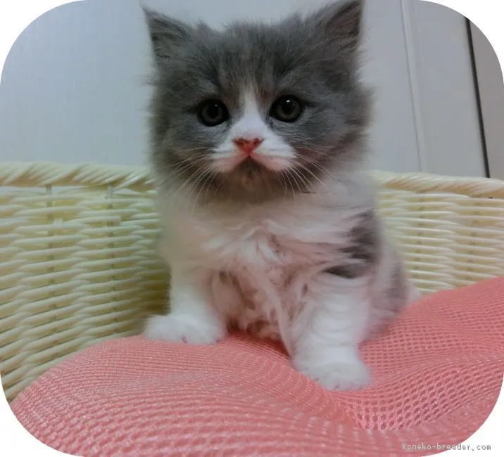 まるちゃん 様のお迎えした子猫