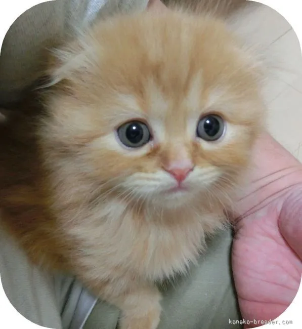 ID：1512-00490の子猫