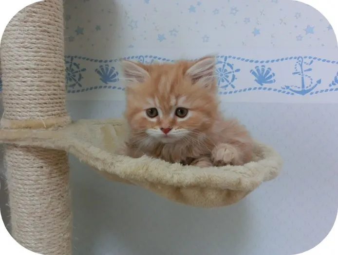 ID：1401-00221の子猫