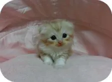 スコティッシュフォールド(折れ耳)【茨城県・男の子・2019年4月25日・レッドアンドホワイト】の写真1