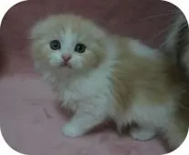 スコティッシュフォールド(折れ耳)【茨城県・男の子・2019年12月14日・クリームアンドホワイト】の写真1