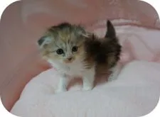 スコティッシュフォールド(折れ耳)【茨城県・女の子・2022年3月8日・キャリコ】の写真3