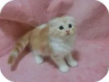 スコティッシュフォールド(折れ耳)【茨城県・男の子・2019年4月25日・レッドアンドホワイト】の写真4