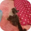 スコティッシュフォールド【茨城県・男の子・2013年5月21日・】の写真4「9/21撮影」