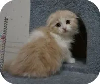 スコティッシュフォールド(折れ耳)【茨城県・男の子・2019年12月14日・クリームアンドホワイト】の写真5