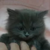 スコティッシュフォールド(立ち耳)【茨城県・女の子・2025年9月1日・ブルー】の写真13