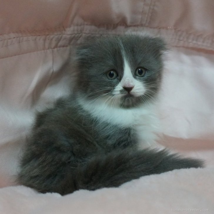 ブリーダー画像