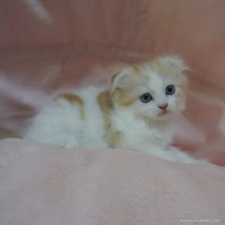ID：2506-03070の子猫