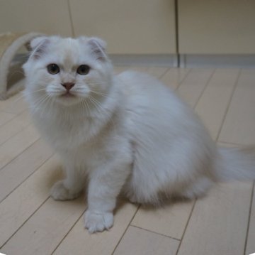 スコティッシュフォールド【茨城県・男の子・2024年8月13日・セミロング（クリーム）】の写真「ご成約ありがとうございました。」