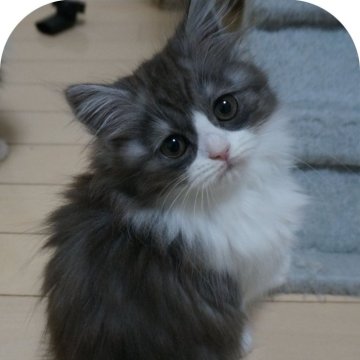 スコティッシュフォールド(立ち耳)【茨城県・男の子・2025年12月16日・ブラックアンドホワイト（ロングヘアー）】の写真「人が大好きで肩に登ってきます」