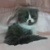 スコティッシュフォールド(折れ耳)