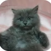 スコティッシュフォールド(立ち耳)