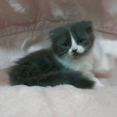 スコティッシュフォールド(折れ耳)