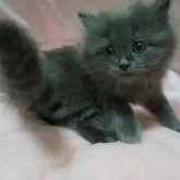 スコティッシュフォールド(立ち耳)