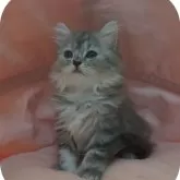 スコティッシュフォールド(立ち耳)