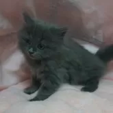 スコティッシュフォールド(立ち耳)【茨城県・女の子・2025年9月1日・ブルー】の写真3