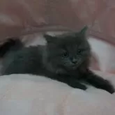 スコティッシュフォールド(立ち耳)【茨城県・女の子・2025年9月1日・ブルー】の写真4