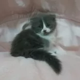 スコティッシュフォールド(折れ耳)【茨城県・女の子・2025年8月29日・ブルーアンドホワイト】の写真4