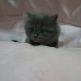 スコティッシュフォールド(立ち耳)【茨城県・女の子・2025年9月1日・ブルー】の写真6