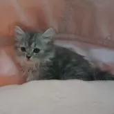 スコティッシュフォールド(立ち耳)【茨城県・女の子・2025年8月29日・ブルータビー】の写真6