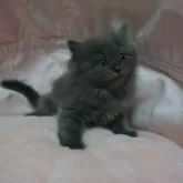 スコティッシュフォールド(立ち耳)【茨城県・女の子・2025年9月1日・ブルー】の写真9