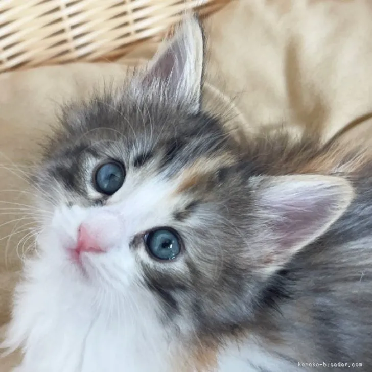 ID:2305-03298の子猫