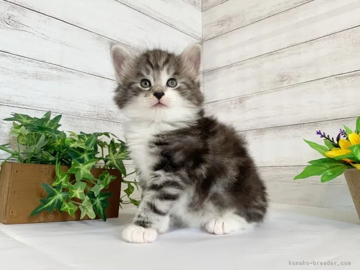 ID：2105-02359の子猫