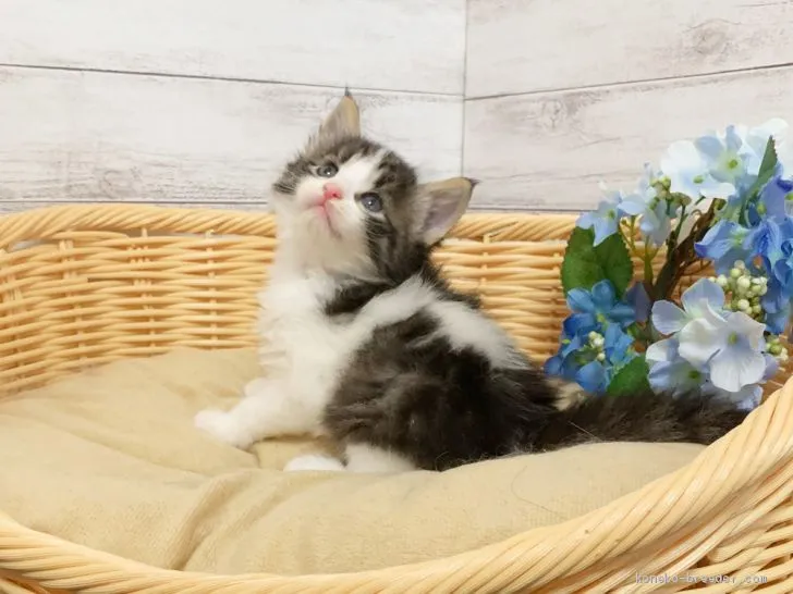 ID：2009-00371の子猫