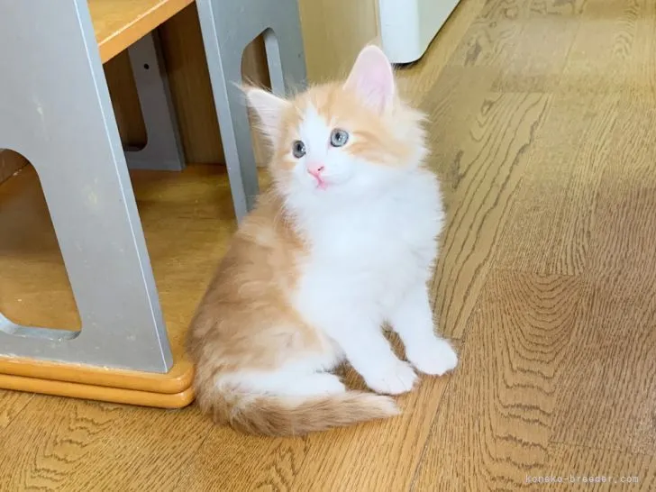 ID:2204-00150の子猫