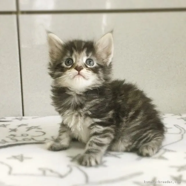 ID:1809-01146の子猫