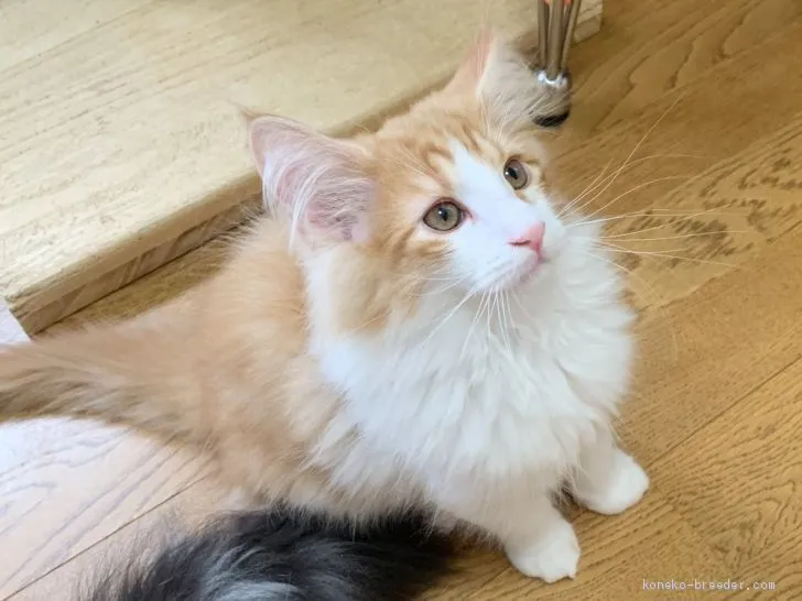 ID:1904-01898の子猫