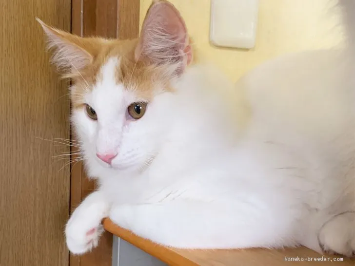 蓬莱女学園 様のお迎えした子猫