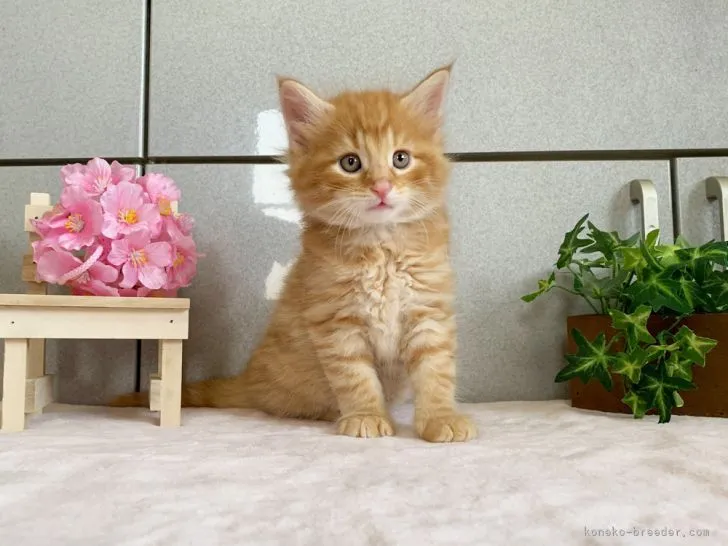 ID：2103-01047の子猫